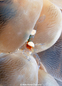 Cristal shrimp
Nikon D200, 105 micro,twin strobo
Castel... by Marchione Giacomo 